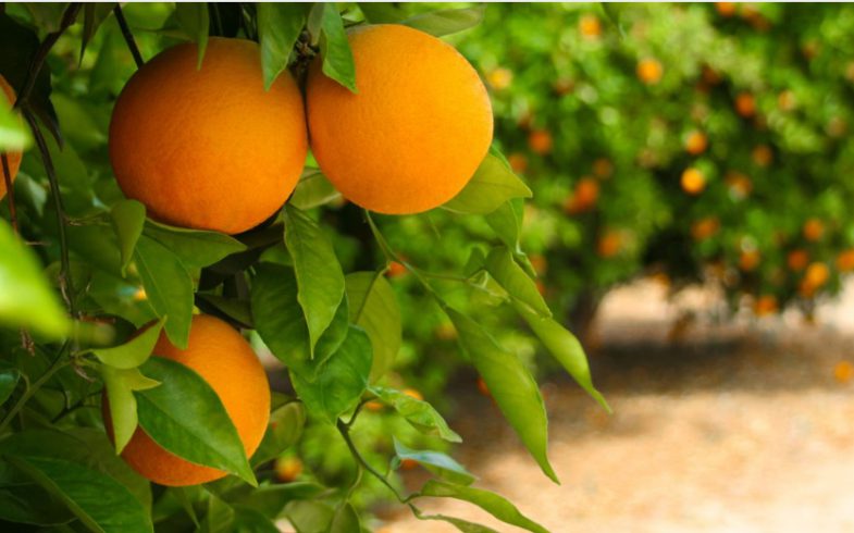 Dzika Pomarańcza – antydepresant, energetyzuje, oczyszcza